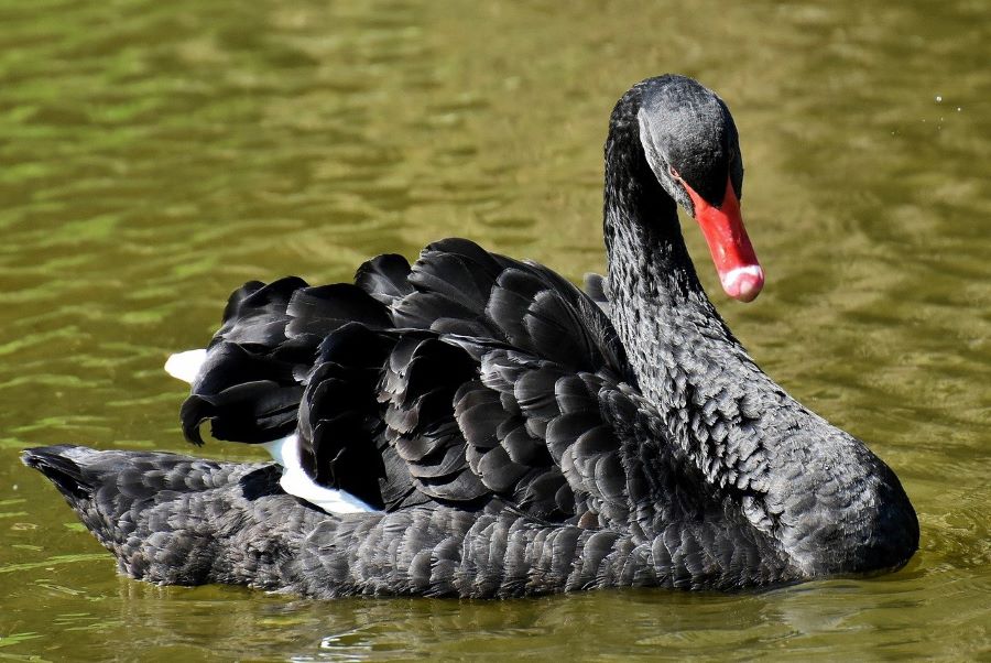 A swan with a red beak and black weathers floating water.