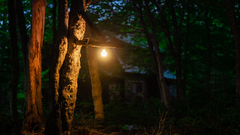 A lightbulb attached to a tree illuminates the foreground while a dimly lit house in the background is barely visible behind the trees.