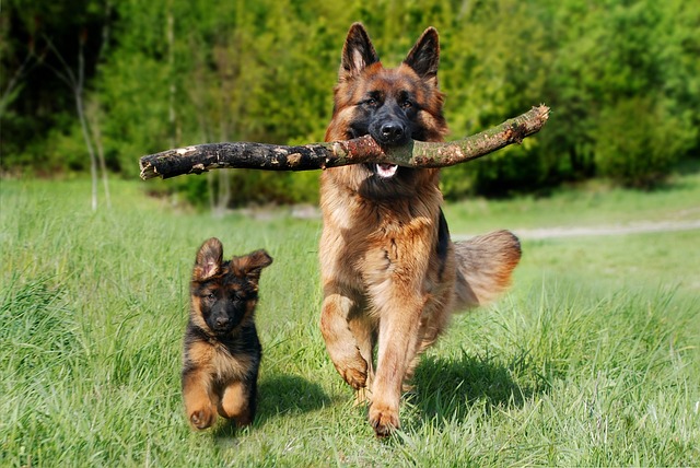 A puppy shepherd-type dog running toward the game next to an older dog that has as stick in its mouth.