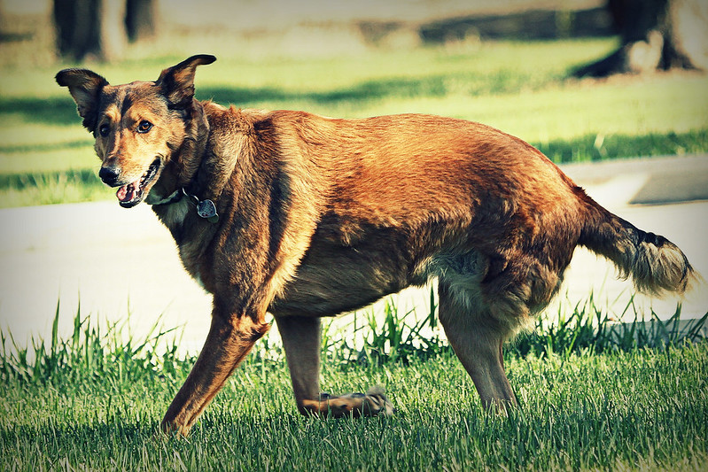 A three-legged dog walks on a grass lawn on a sunny day.